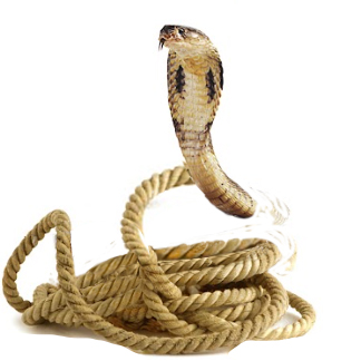 Snake Rope Graphic