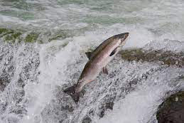 Salmon swimming upstream 1